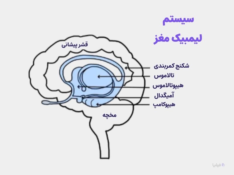 سیستم لیمبیک مغز در بازاریابی حسی تحت تاثیر قرار میگیرد